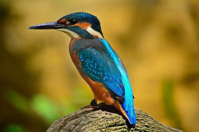 Kingfisher Bird Watching at Allan H. Treman State Marine Park