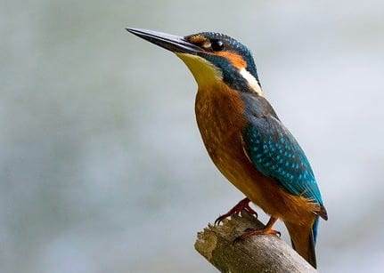 Alcedo Atthis Birding at Barr Lake State Park