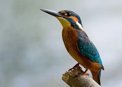 Barr Lake State Park 4 Alcedo Atthis Birding at Barr Lake State Park