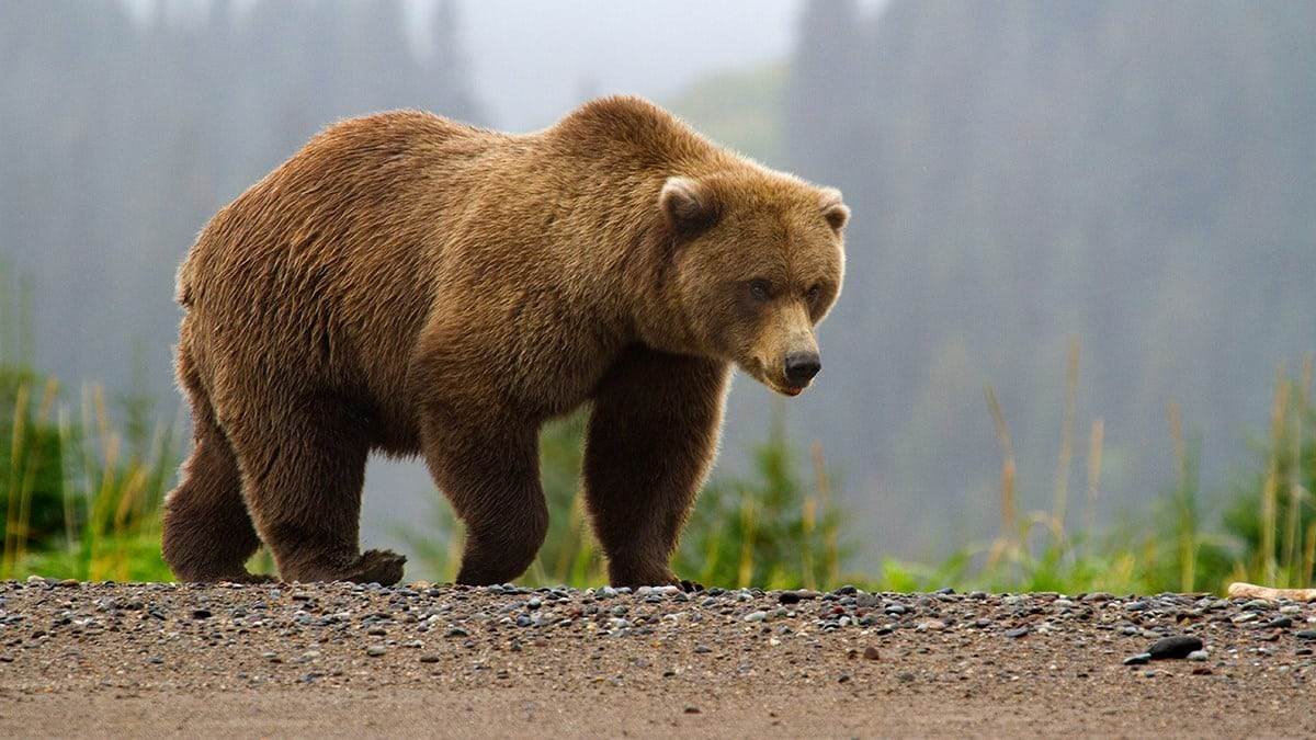 avoid a bear attack 1 Brown bear