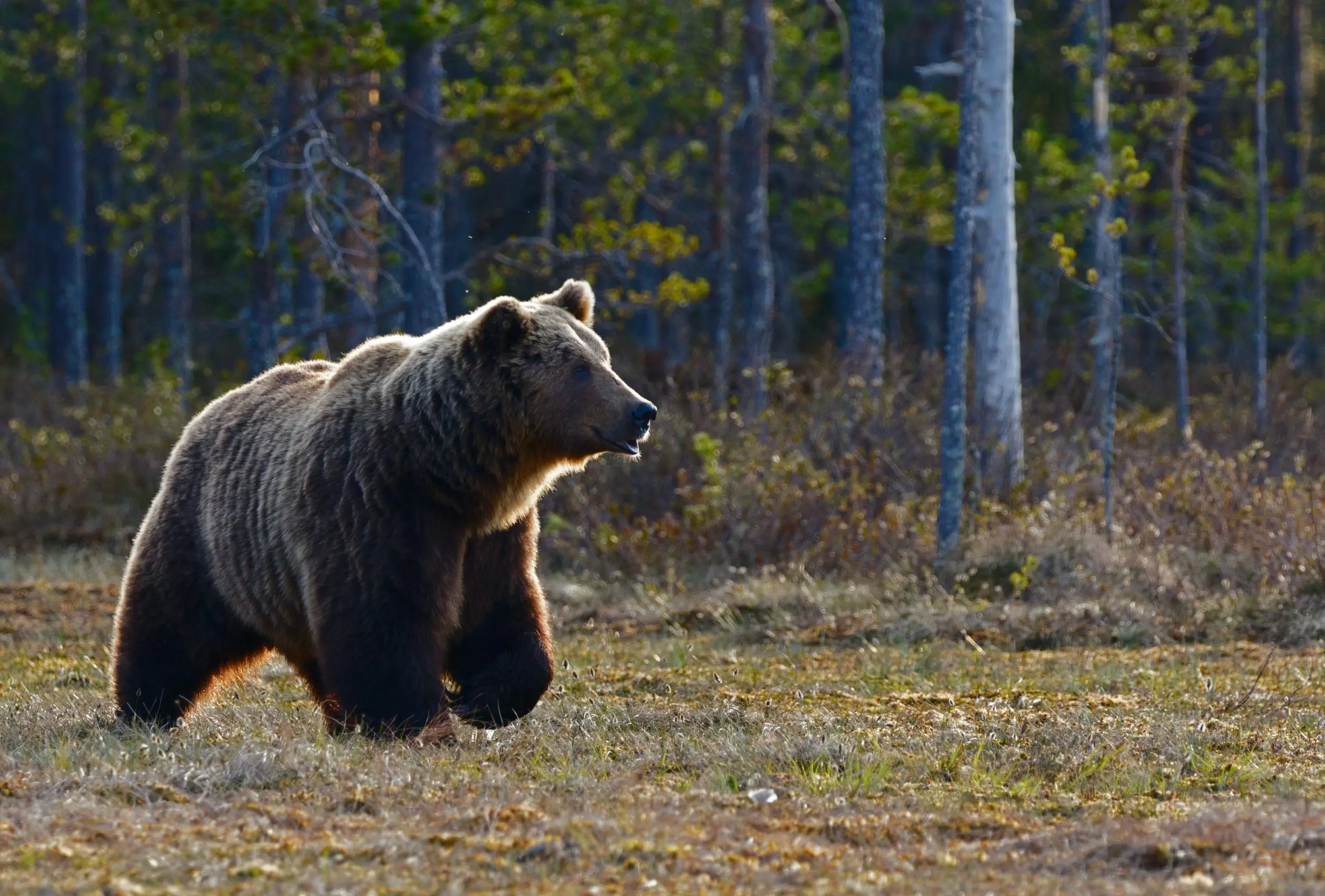bear in the woods America's State Parks