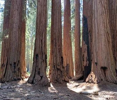 Redwood State Park