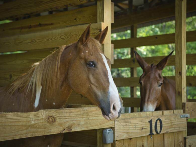 A.H Stephens State Park Horse at A.H. Stephens State Park