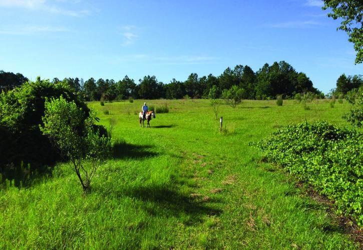 Alafia River State Park Florida Horse at Alafia River State Park