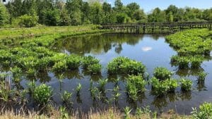 Alewife Brook Reservation