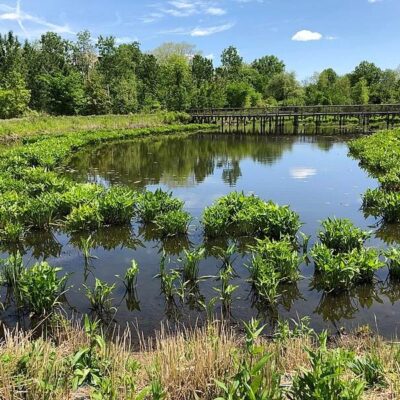 Alewife Brook Reservation