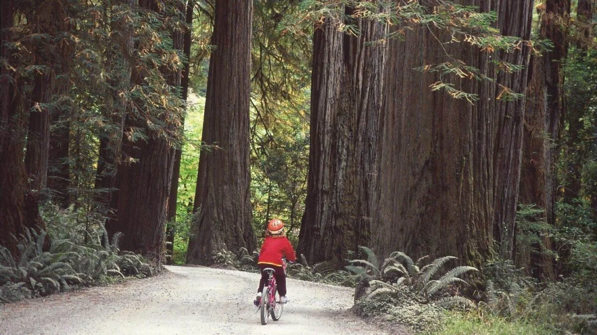 Redwood National and State Parks