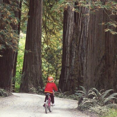Redwood National and State Parks