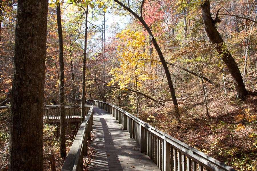 Talmadge Butler Boardwalk Trail at DeSoto State Park