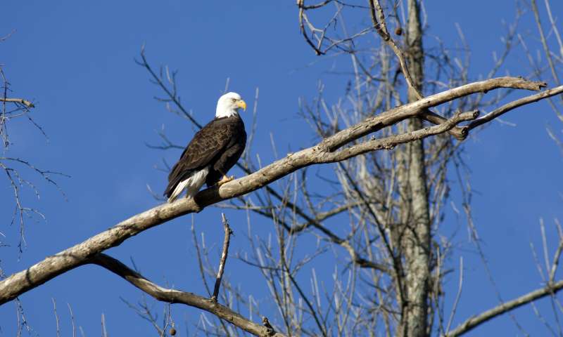 American Eagle at Bear River State Park