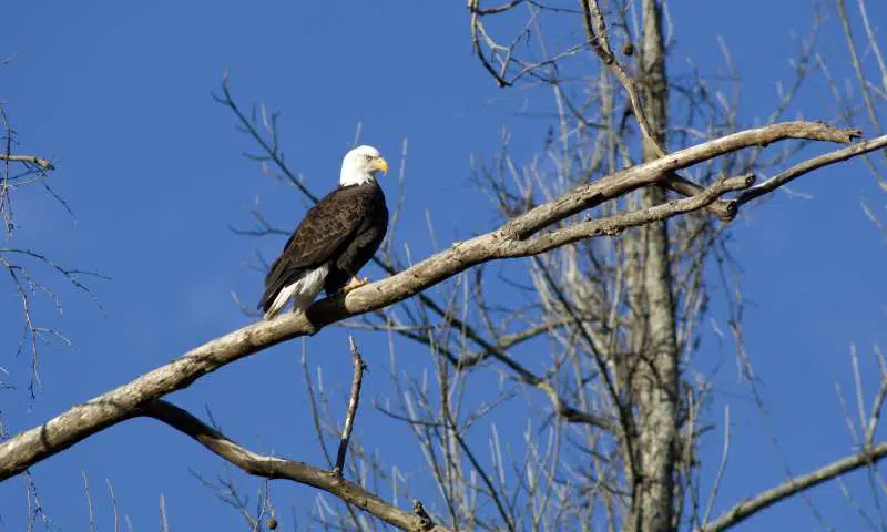 American Eagle at Bull Shoals-White River State Park