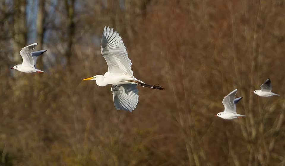 Birds at Alamo Lake State Park