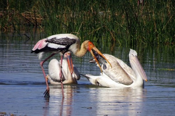 Birdwatching 1 at Alafia River State Park