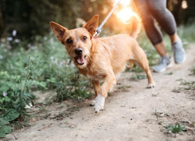 Dog Leash at DeSoto State Park