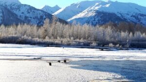 Alaska Chilkat Bald Eagle Preserve