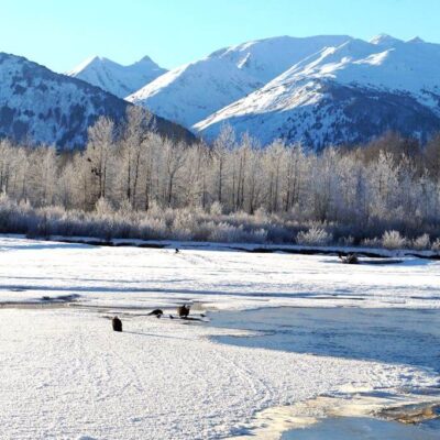 Alaska Chilkat Bald Eagle Preserve