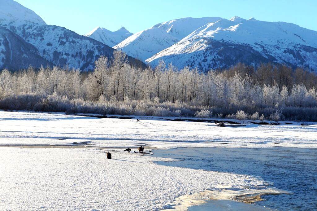 Alaska Chilkat Bald Eagle Preserve