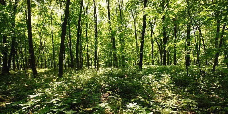 Belmont Mound State Park 6 Belmont_Mound_State_Park1