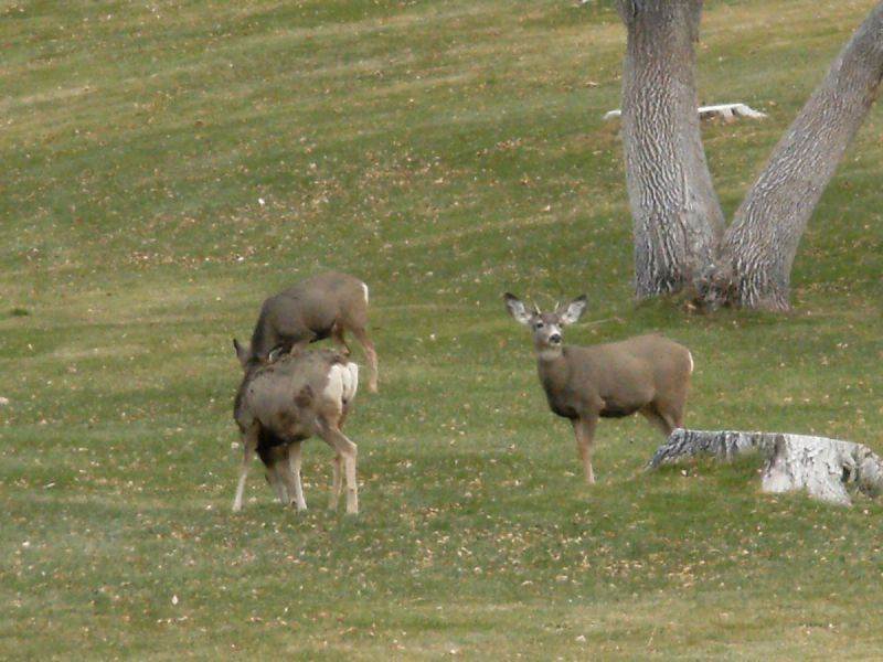 Boysen State Park 5 Deer Boysen at Boysen State Park