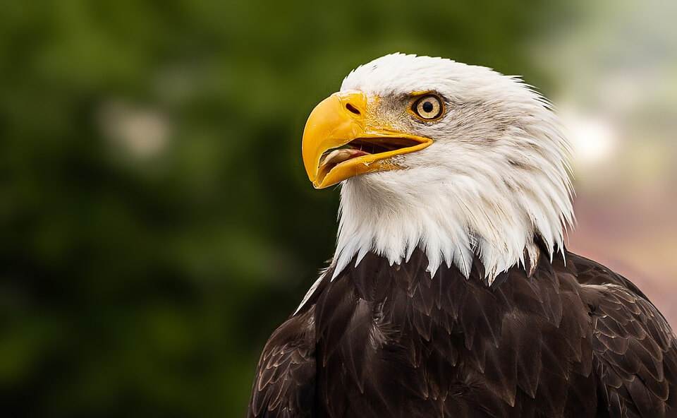 Bald Eagle at Bald Eagle State Park
