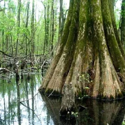 Big Oak Tree State Park