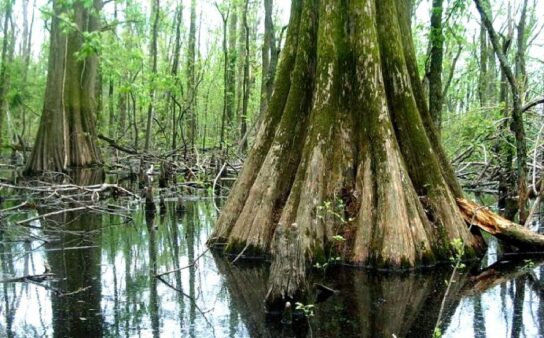 Big Oak Tree State Park