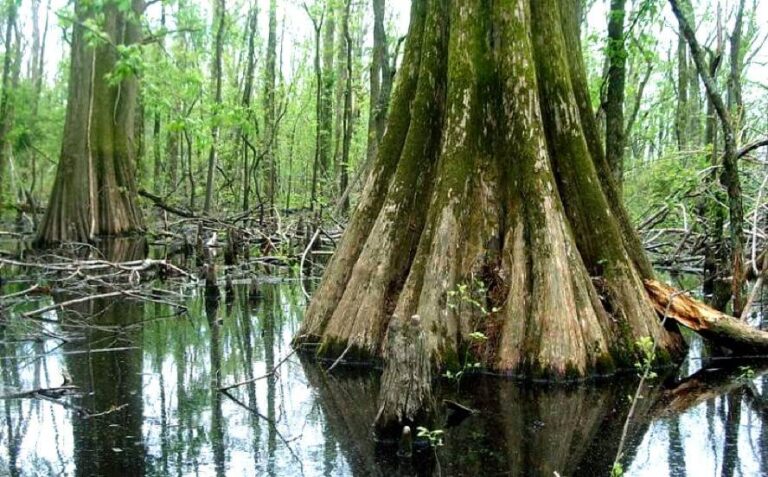 Big Oak Tree State Park