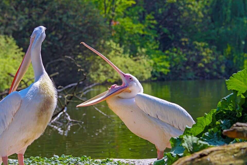 Birdwatching Pelican at Blue Springs State Park Alabama