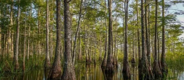 Big Cypress Tree State Park 3 cypress