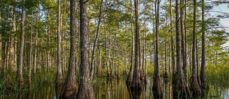 Big Cypress Tree State Park
