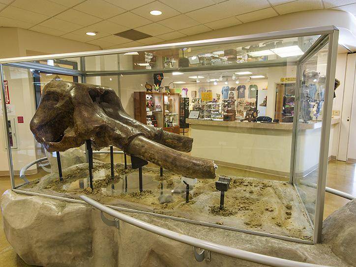 Exhibit Bbone at Big Bone Lick State Historic Site