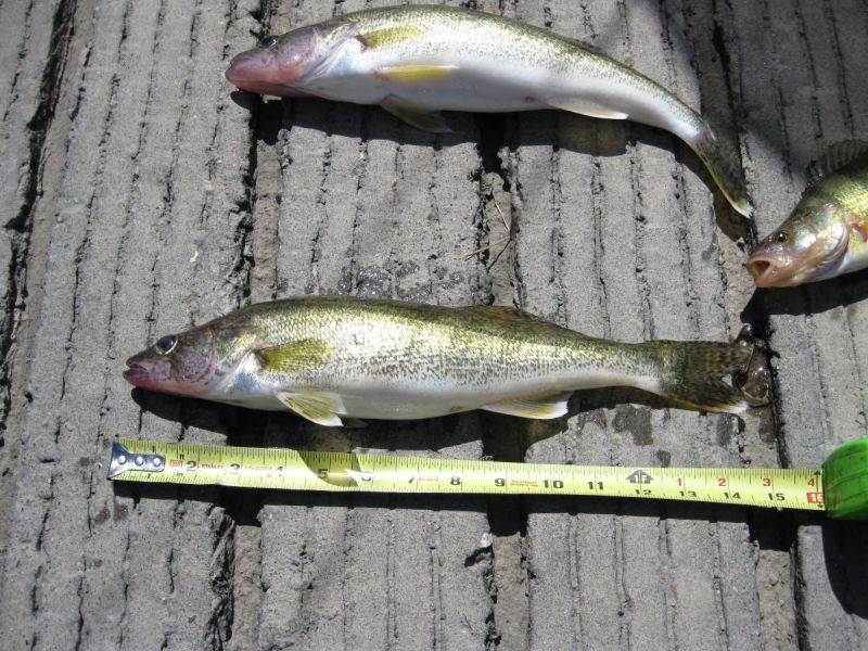 Buffalo Bill State Park 3 Fishing Buffalo Bill at Buffalo Bill State Park