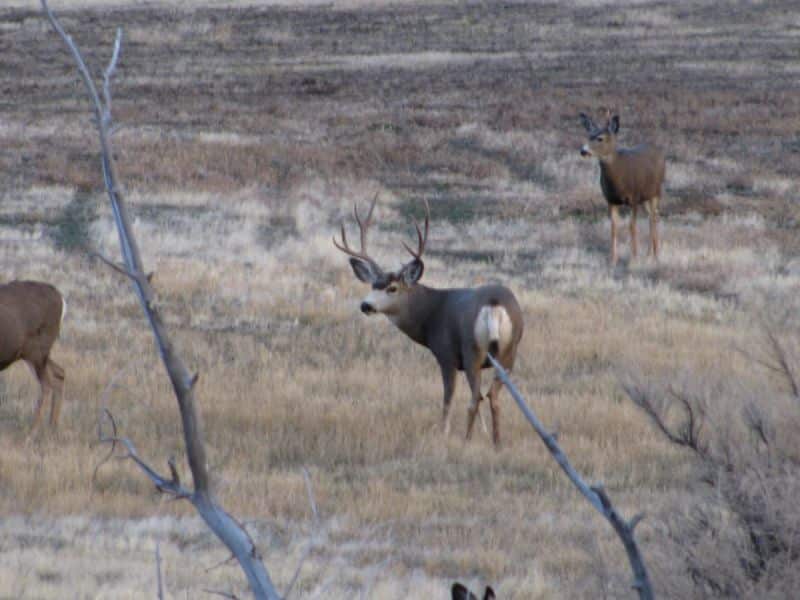 Buffalo Bill State Park 6 Hunting Buffalo at Buffalo Bill State Park
