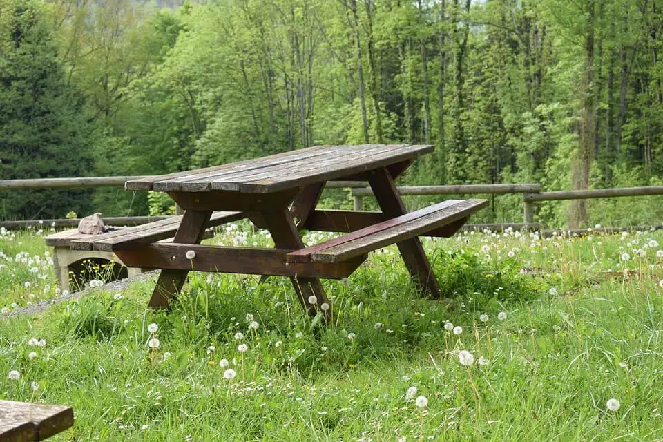 Picnic Ash at Caledon State Park