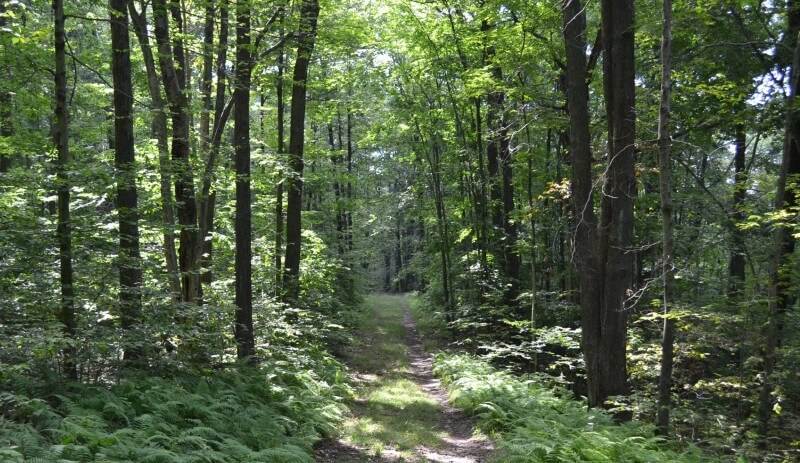 Ridge Run Trail Allegany1 at Allegany State Park
