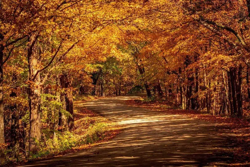 Backbone State Park 9 Trail Back1 at Backbone State Park