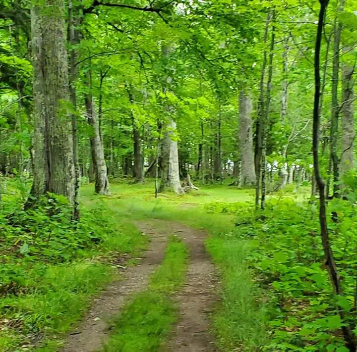 Trail Big Bay1 at Big Bay State Park