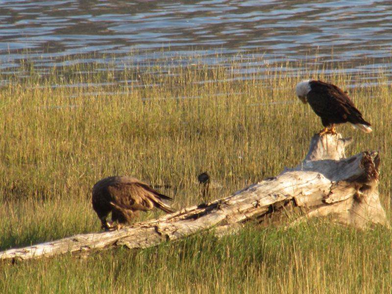 Buffalo Bill State Park 7 Wild Life Buffalo at Buffalo Bill State Park