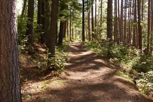Bear Head Lake State Park Hiking at Bear Head Lake State Park
