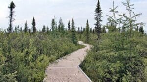 Big Bog State Recreation Area