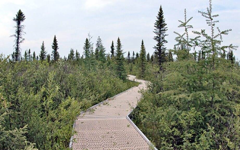 Big Bog State Recreation Area