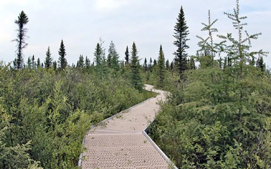Big Bog State Recreation Area 4 Big Bog State Recreation Area
