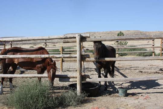 Bruneau Dunes State Park Horses at Bruneau Dunes State Park