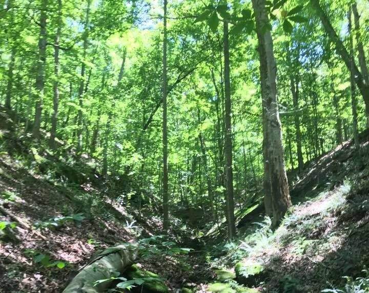Trail Beech1 at Beech Fork State Park