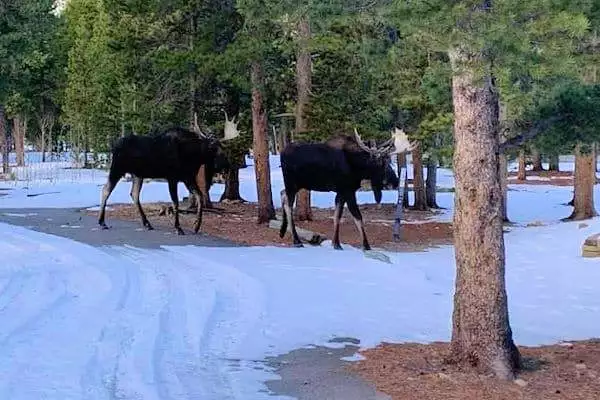 moose at golden gate canyon state park