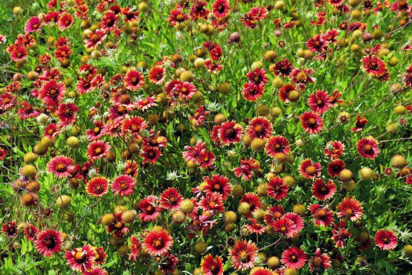 spring wildflowers at state park near fort worth texas