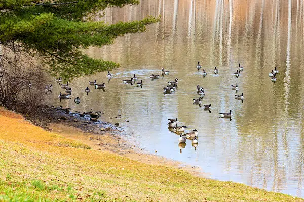 geese in a lake at a state park near gatlinsburg tennessee
