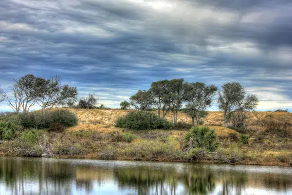trees reflected in estuary pool at a state park near houston texas