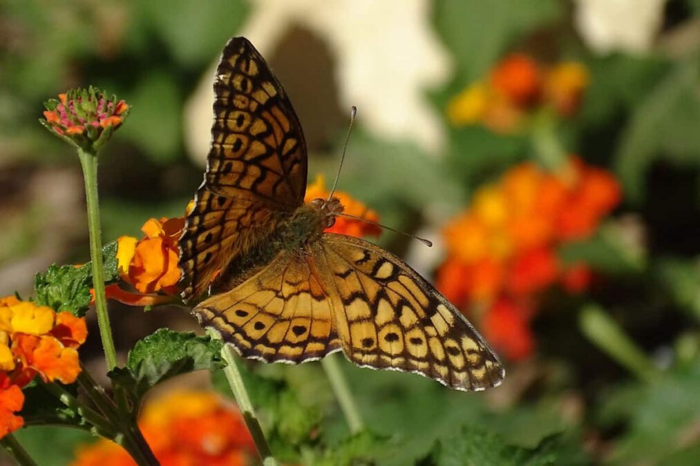 butterfly on a flower at a state park near midland texas