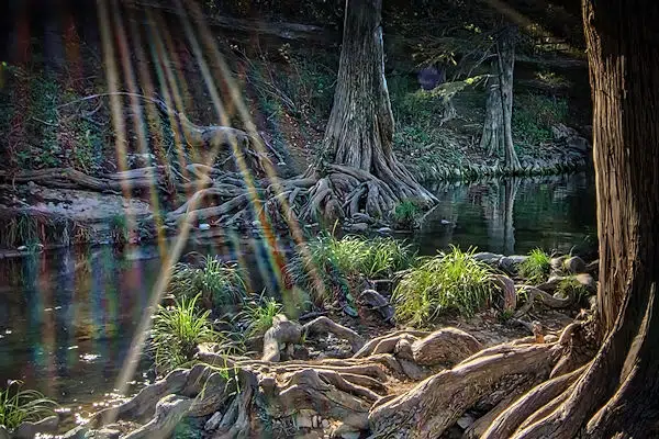 light reflecting off water near trees in a state park near new braunfels texas